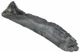 Bizarre Shark (Edestus) Jaw Section with Tooth - Carboniferous #269634-1